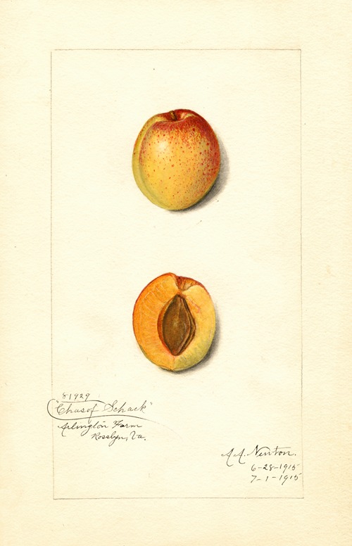 Citrus Sinensis Valencia By Ellen Isham Schutt Artvee