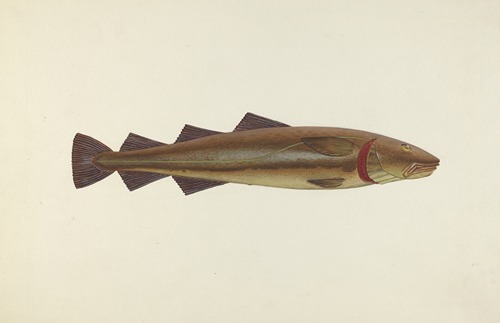Sacred Cod