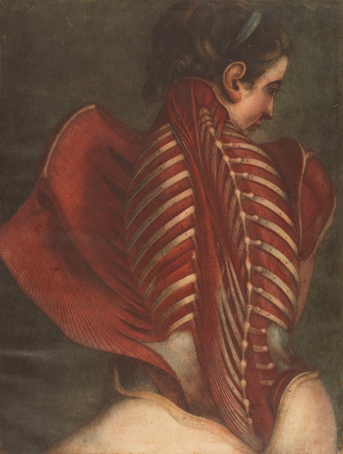 Myologie complette en couleur