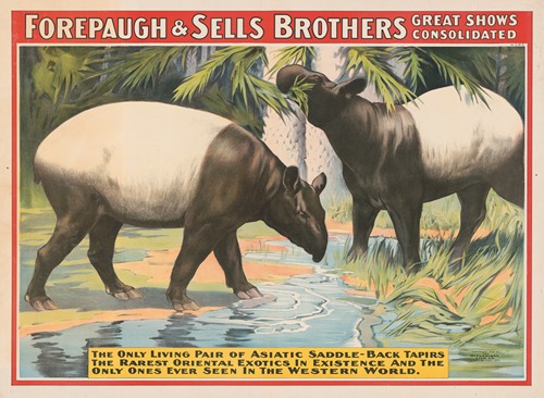Forepaugh & Sells Brothers great shows consolidated. The only living pair of Asiatic saddle-back tapirs….