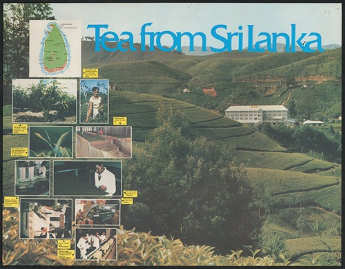 Tea from Sri Lanka