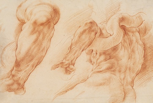 Laocoon. Studies of Laocoon’s left arm and of the back of his torso seen from the left and from below