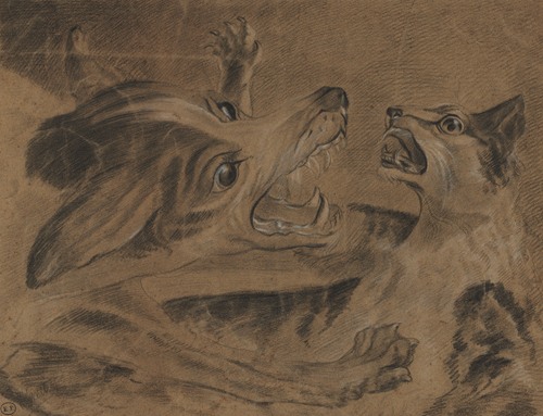 Fighting Animals