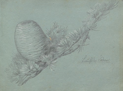 Album with Views of Rome and Surroundings, Landscape Studies, page 49a: Study of a Evergreen Branch with Pinecone
