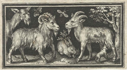 Goat and buck with young