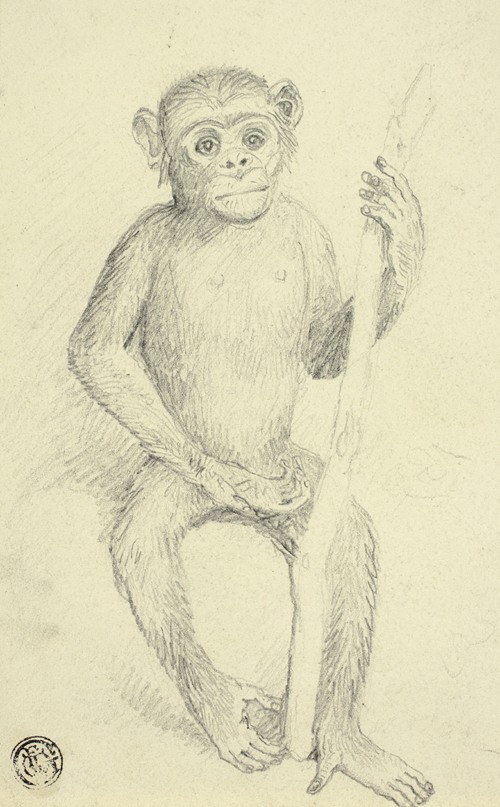 Orangutang