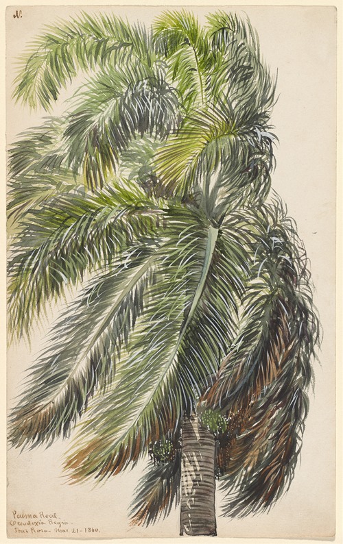 Palma Real (1860)