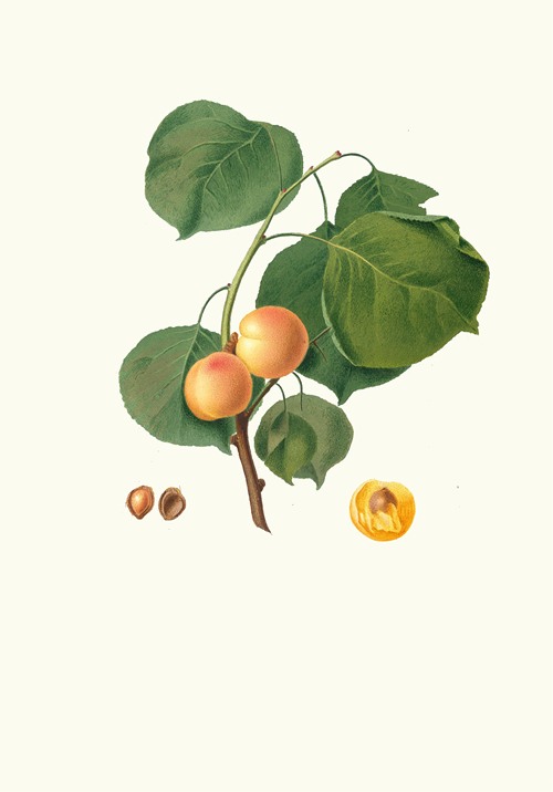 Fico Portoghese. [Figs from Portugal] by Giorgio Gallesio - Artvee