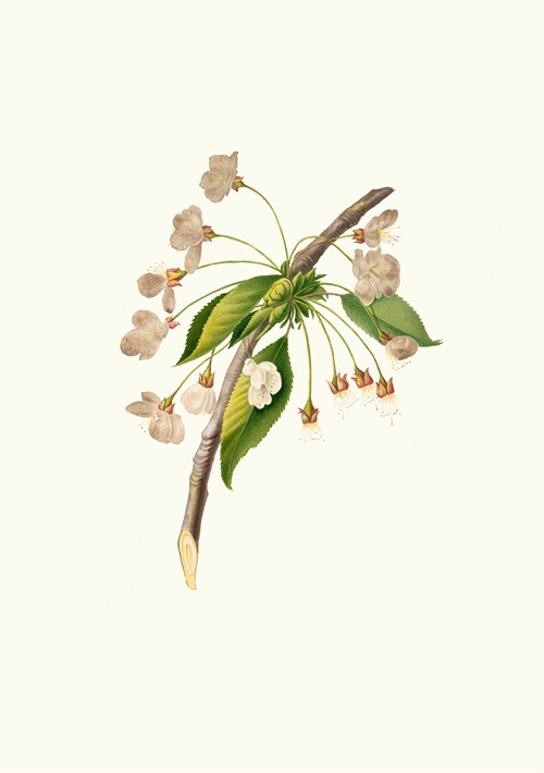 Fiore di Ciliegio Grafione. [Fiore del ciliegio proprio ; Cherry plum flower ; Mirabolano] (1817-1839)