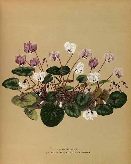 I. Cyclamen Atkinsii.  2.C. Atkinsii Roseum 3.C.Atkinsii Purpureum