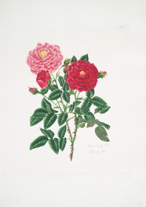 Rosa centifolia6 (1799)