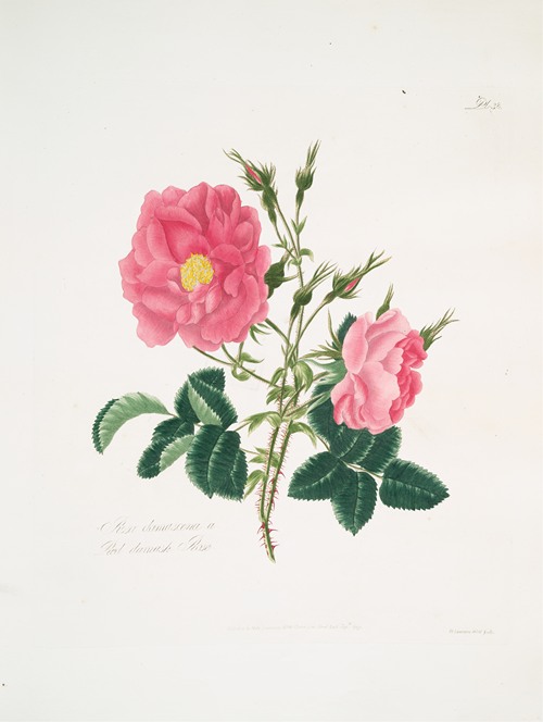 Rosa damascena4 (1799)