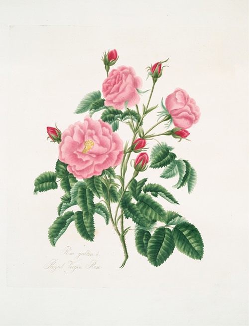 Rosa muscosa by - Artvee