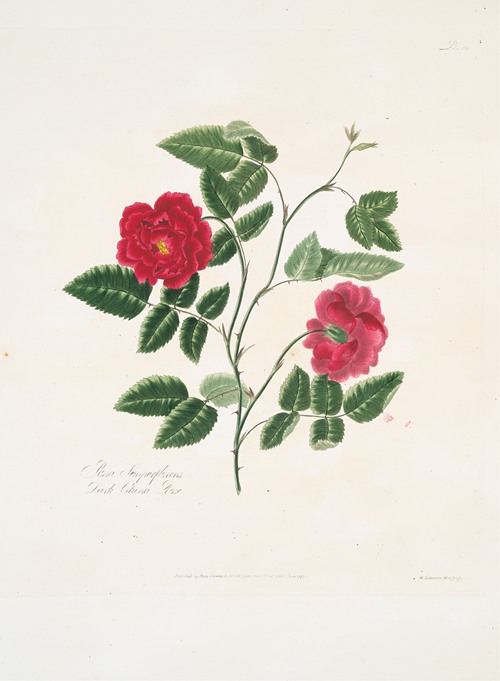 Rosa semperflorens (1799)