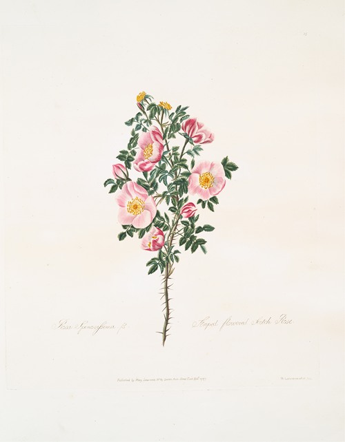 Rosa spinosissima (1799)