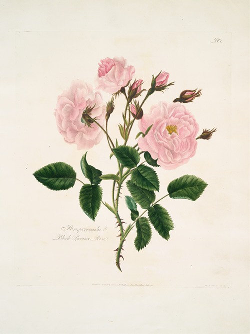 Rosa muscosa by - Artvee