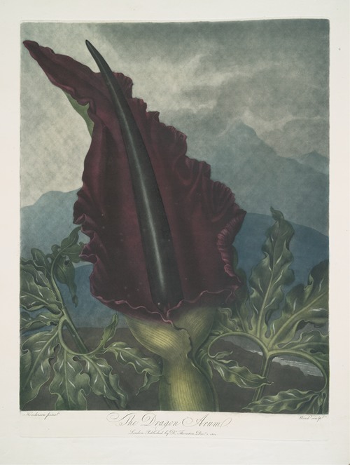 The Dragon Arum (1799-1807)