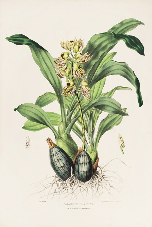 Catasetum Maculatum (1837-1843)