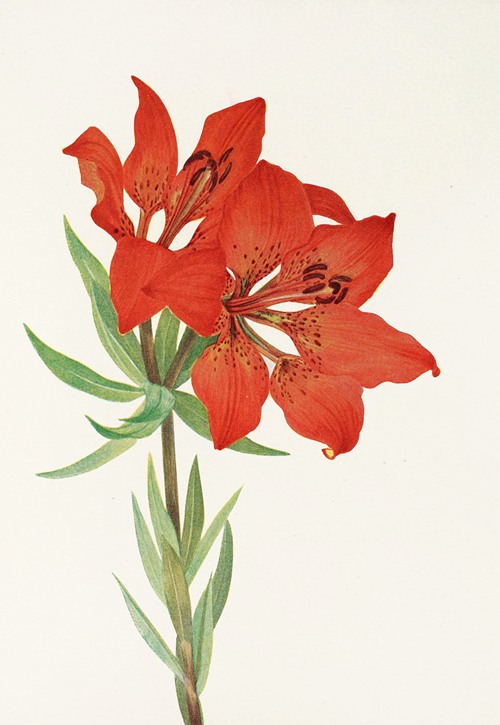Red Lily. (Lilium montanum) (1925)