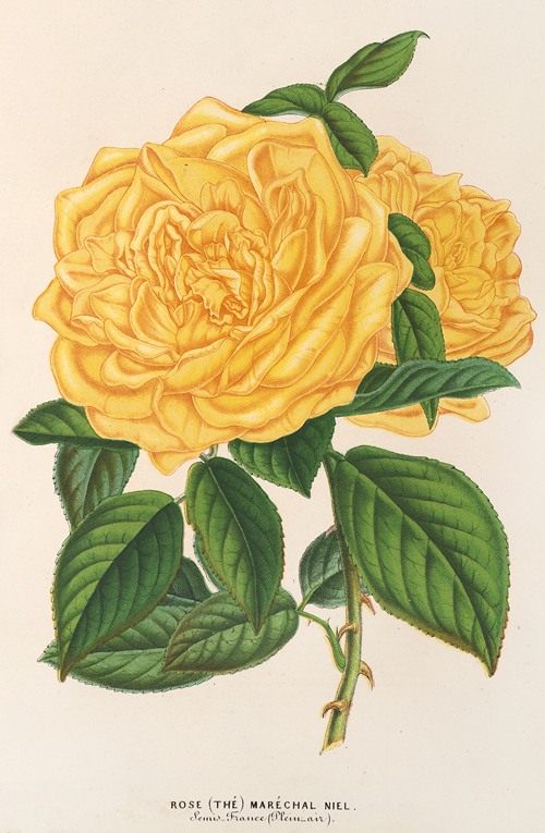 Rose (Thé) Maréchal Niel (1854-1896)