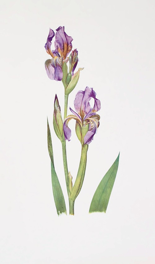 Iris Alberti