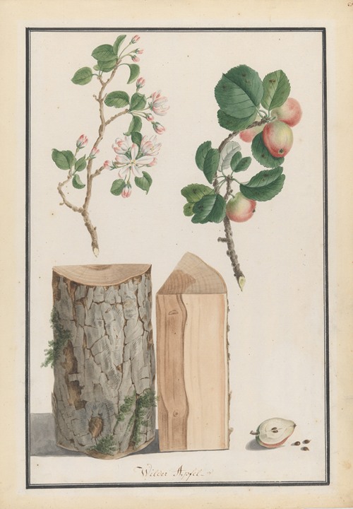 Studies of the trunk, blossoms and fruit of a wild apple tree (Malus sylvestris) (1788)