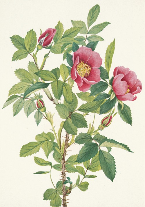 Bourgeau Rose (flower). Rosa bourgeauiana (1925)