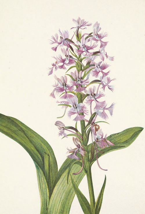 Large Purple Fringe-orchid. Habenaria grandiflora (1925)