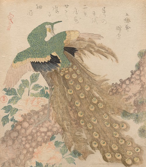 Of Three Pieces [Peacock] (Mi hira no uchi)