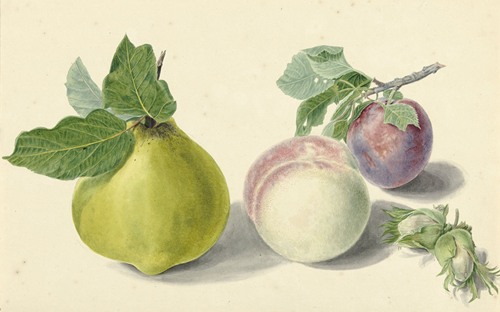 Een peer, perzik, pruim en noten, after Michiel van Huysum