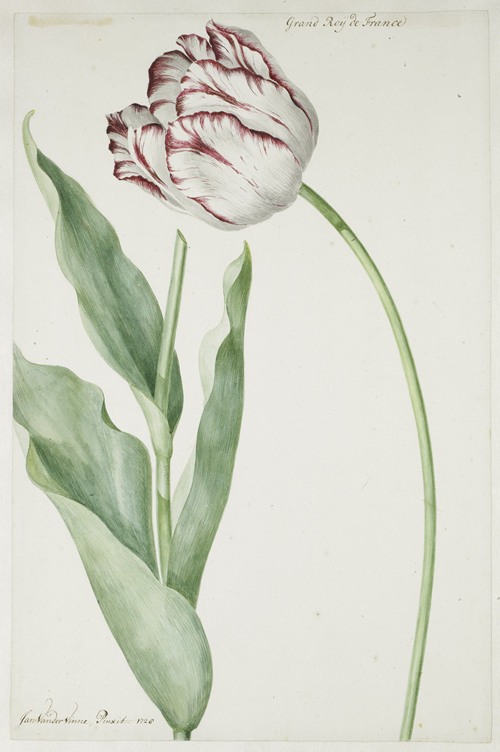 Tulip Grand Roy de France (1728)