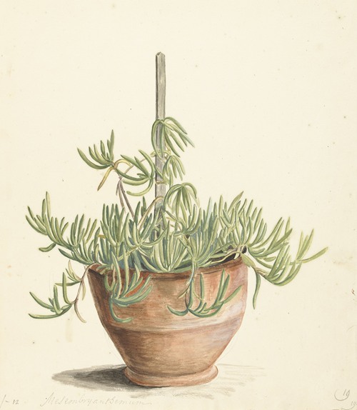 Mesembryanthemum uit de familie der Aizoaceae