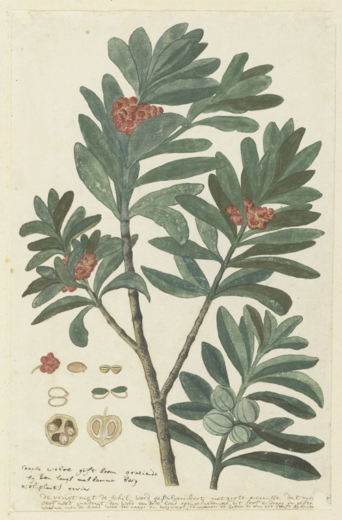Hyenanche globosa Lam. or Toxicodendrum capense of globosum (Cape wolvegift)