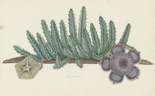 Orbea verrucosa (Masson) L.C. Leach.(SHirsute stapelia)