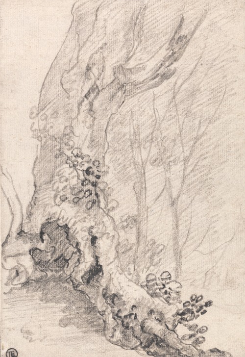 Study of an Old Tree; Trunk and Creeper-Covered Roots