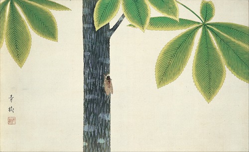 Cicada