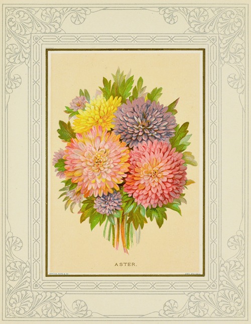 Aster