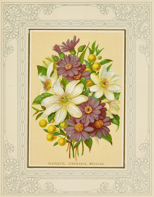 Clematis, Cineraria, Buddlea