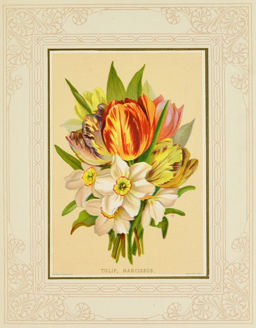 Tulip, Narcissus