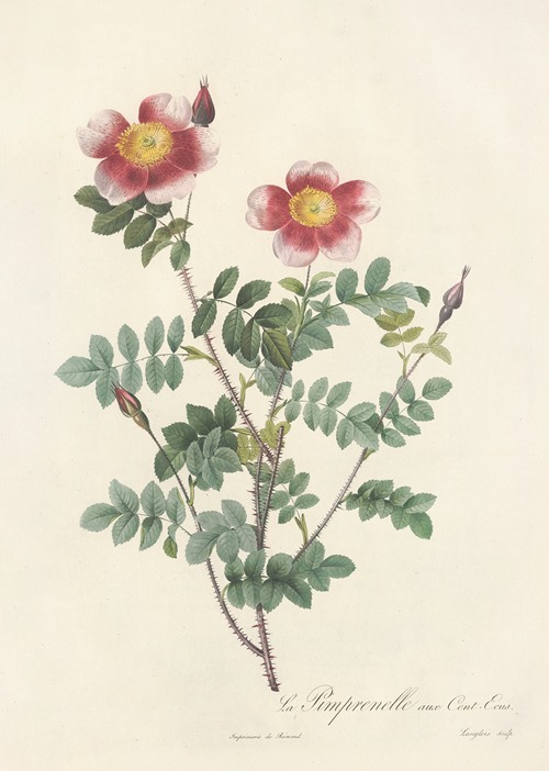Pink Roses in a Vase by Pierre Joseph Redouté - Artvee