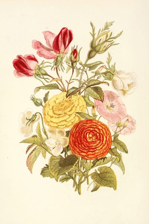 White Violet, Small Bindweed, Asiatic Ranunculus, Rosebud