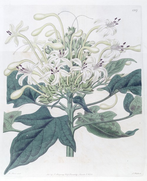 Halberd-Leaved Clerodendron