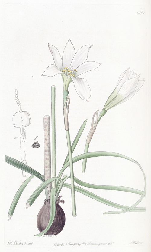 Half-green Zephyranthes
