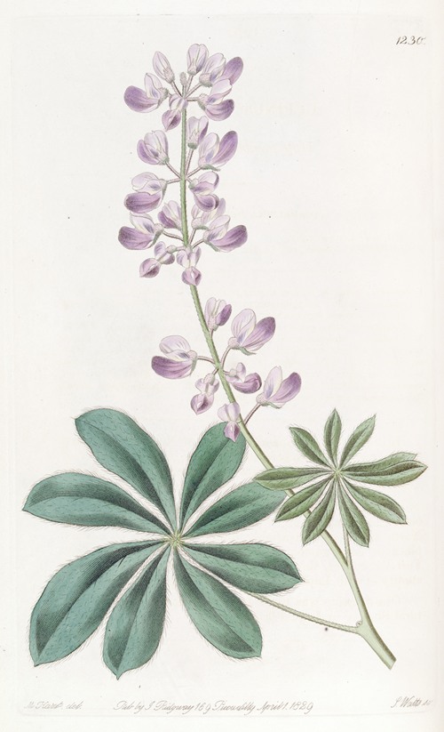 Half-shrubby Lupine