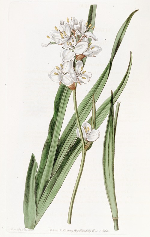 Handsome Libertia