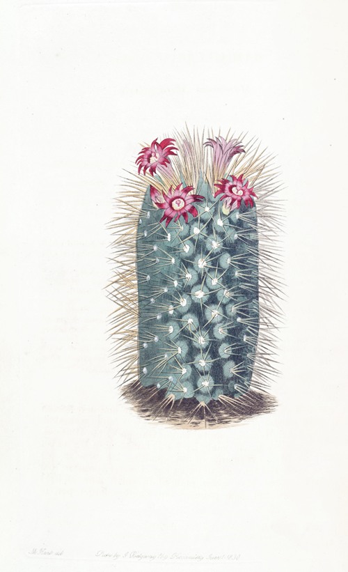 Handsome Mammillaria