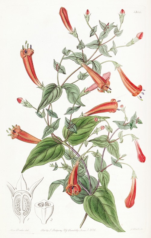 Heart-leaved Manettia