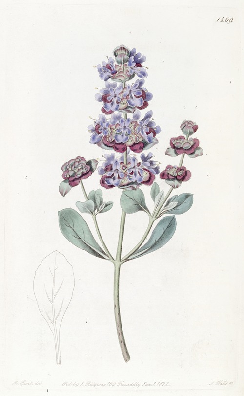 Hoary Audibertia