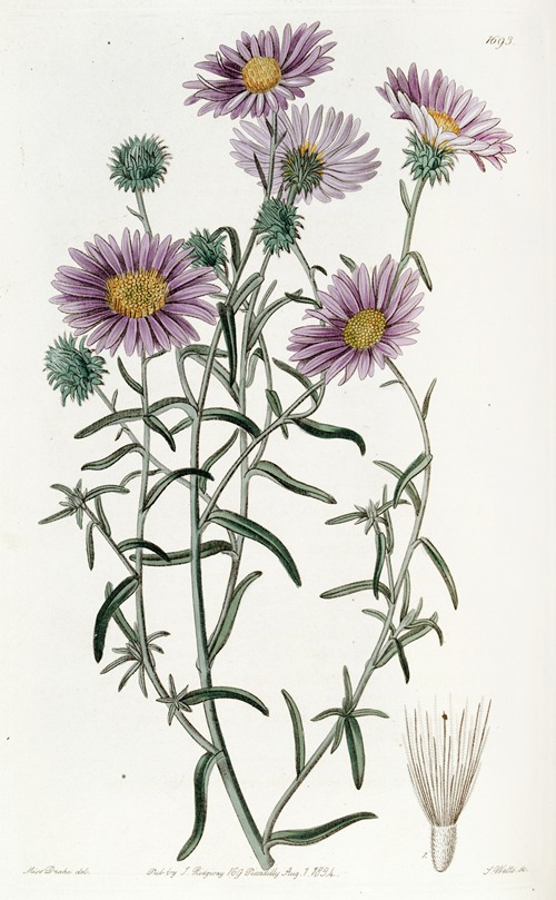 Hoary Diplopappus