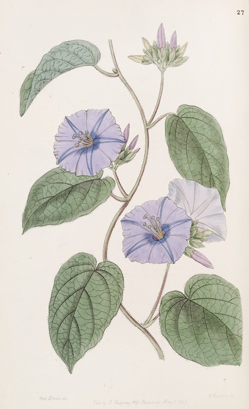 Hoary Jacquemontia
